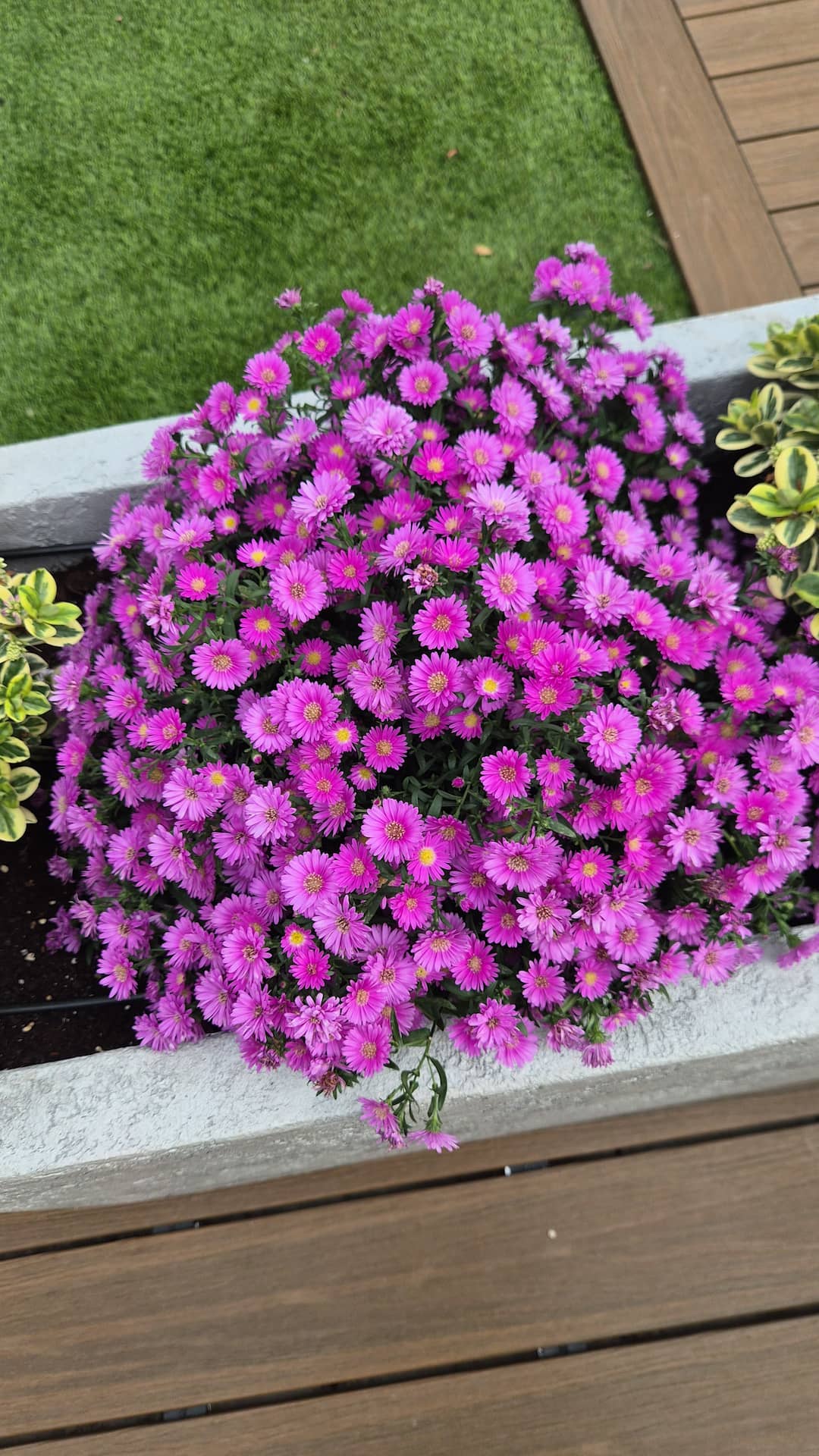 vasi e piante per arredo giardino a genova balbo outdoor